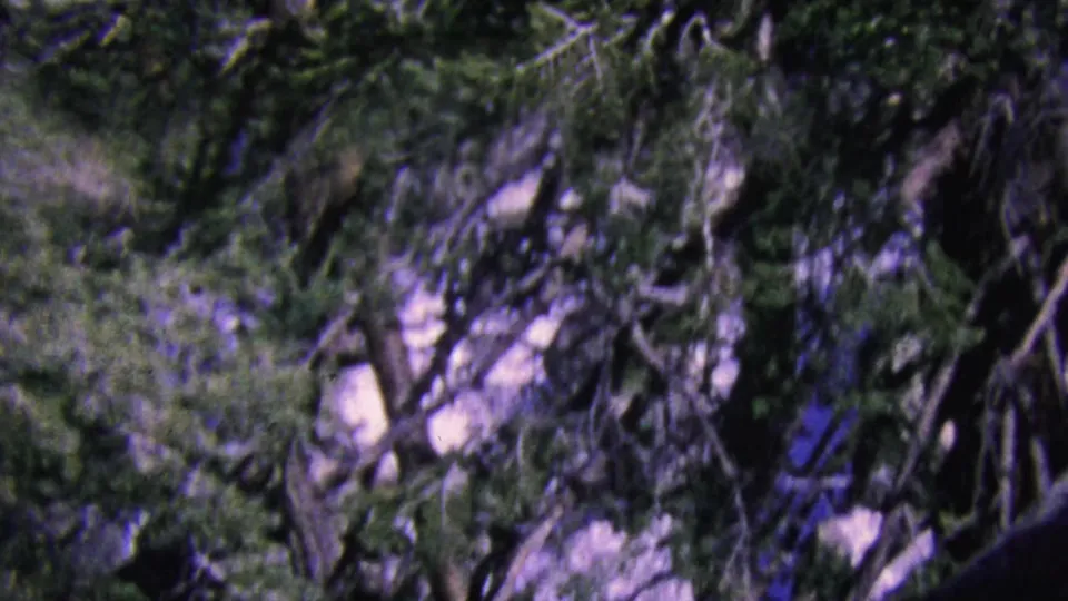 Aerial tramway perspective over Palm Springs mountain terrain in 1964, with green trees, pale rocks, and shadowed brush filling the frame.
