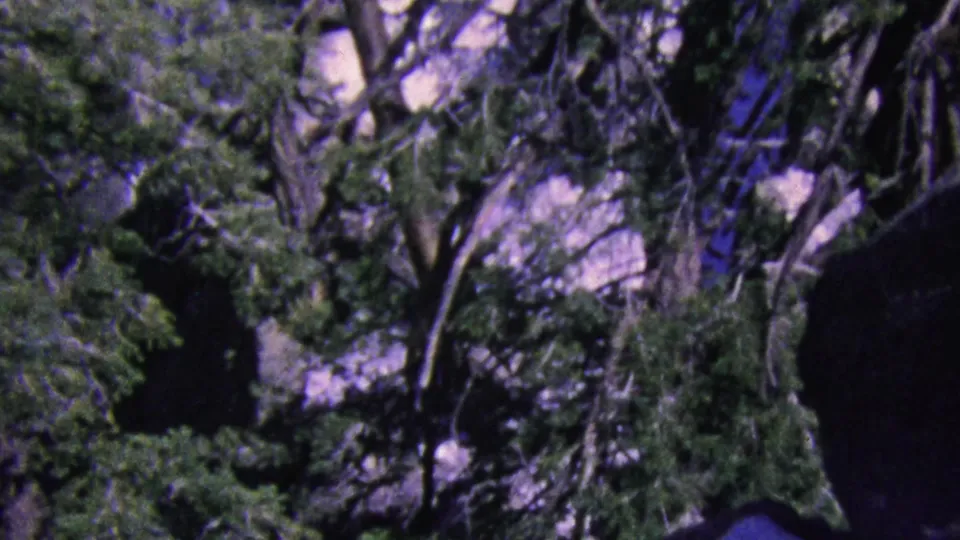1964 Palm Springs-area tramway footage appears to look across snow, jagged rocks, and dense pine trees with a purple color cast.