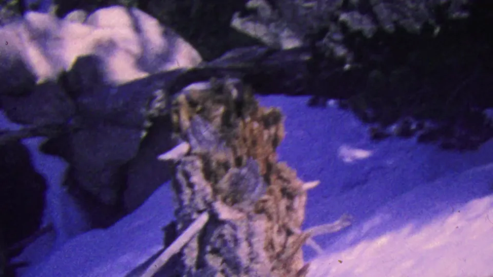 The 1964 home-movie frame shows a snow-covered slope, rough rock formations, and dark foreground shapes from a moving Palm Springs tramway perspective.