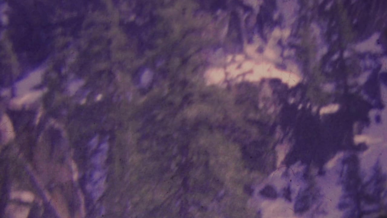 Blurred evergreen branches and rocky mountain terrain under a purple-tinted sky.
