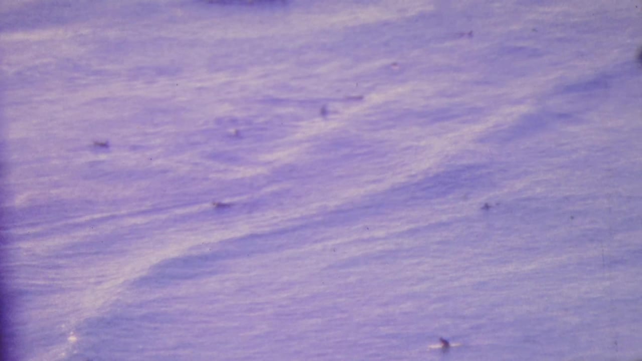 1964 Honolulu home-movie frame showing small distant figures swimming in rippled ocean water with a purple aged-film cast.