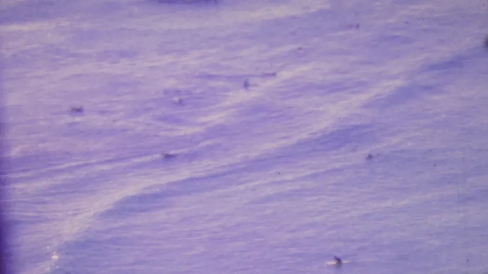 1964 Honolulu home-movie frame showing small distant figures swimming in rippled ocean water with a purple aged-film cast.