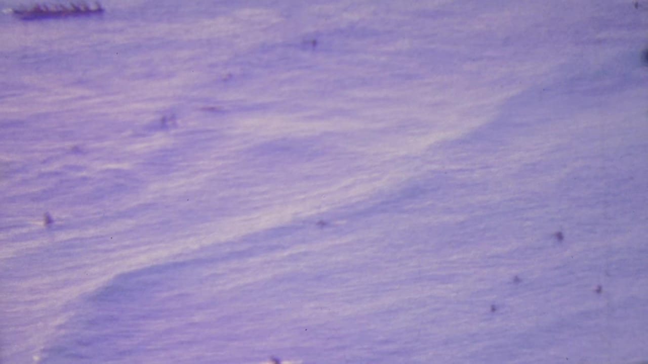 Ocean surface with faint distant swimmers and soft wave patterns.