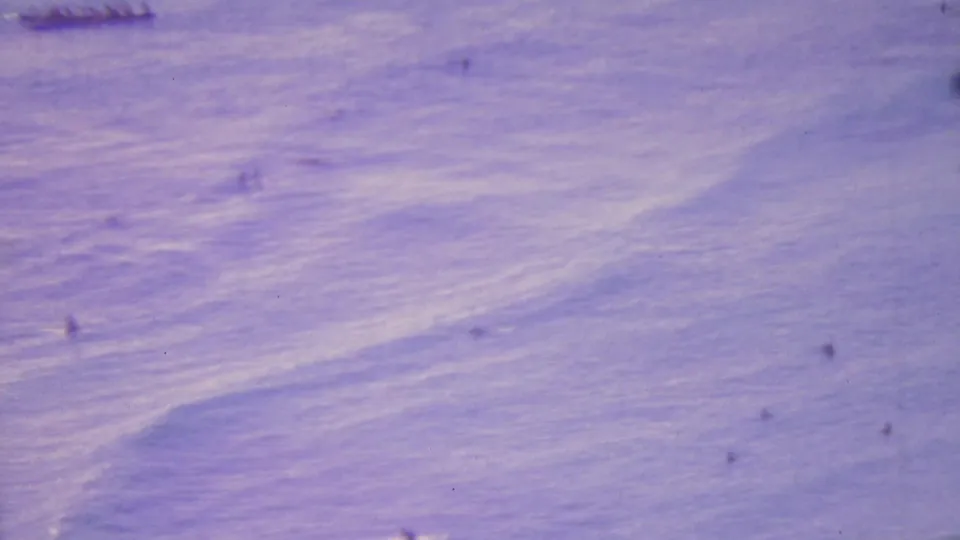 Purple-tinted 8mm Honolulu beach footage frame with faint swimmers dispersed across sunlit, gently moving ocean waves.