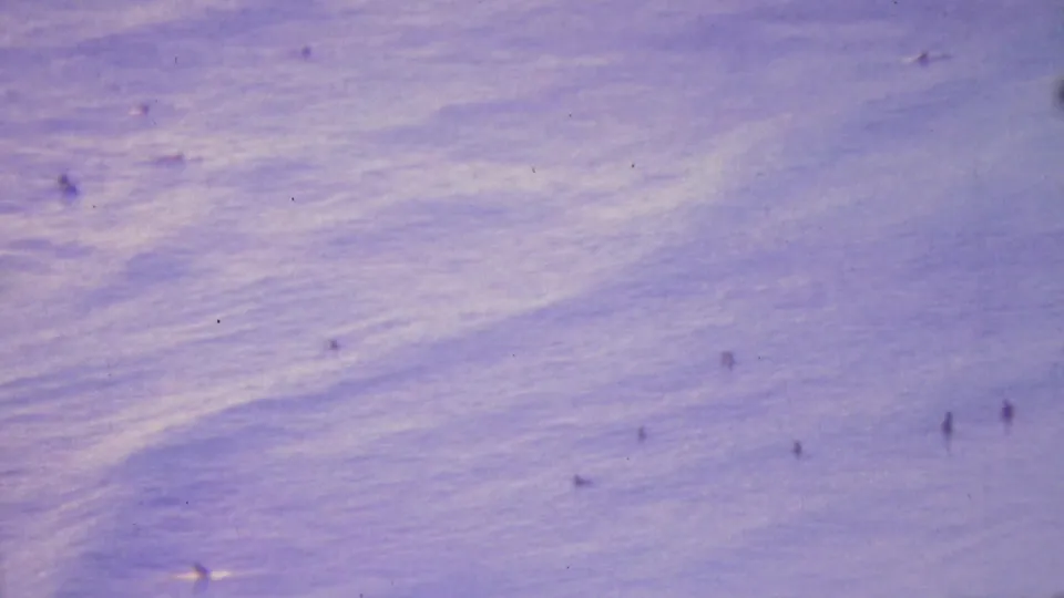 1964 Honolulu beach home-movie frame with scattered swimmers near the lower surf area and textured blue-purple water filling the view.