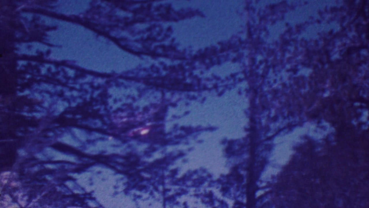 Dark tree branches and foliage against a blue twilight sky.