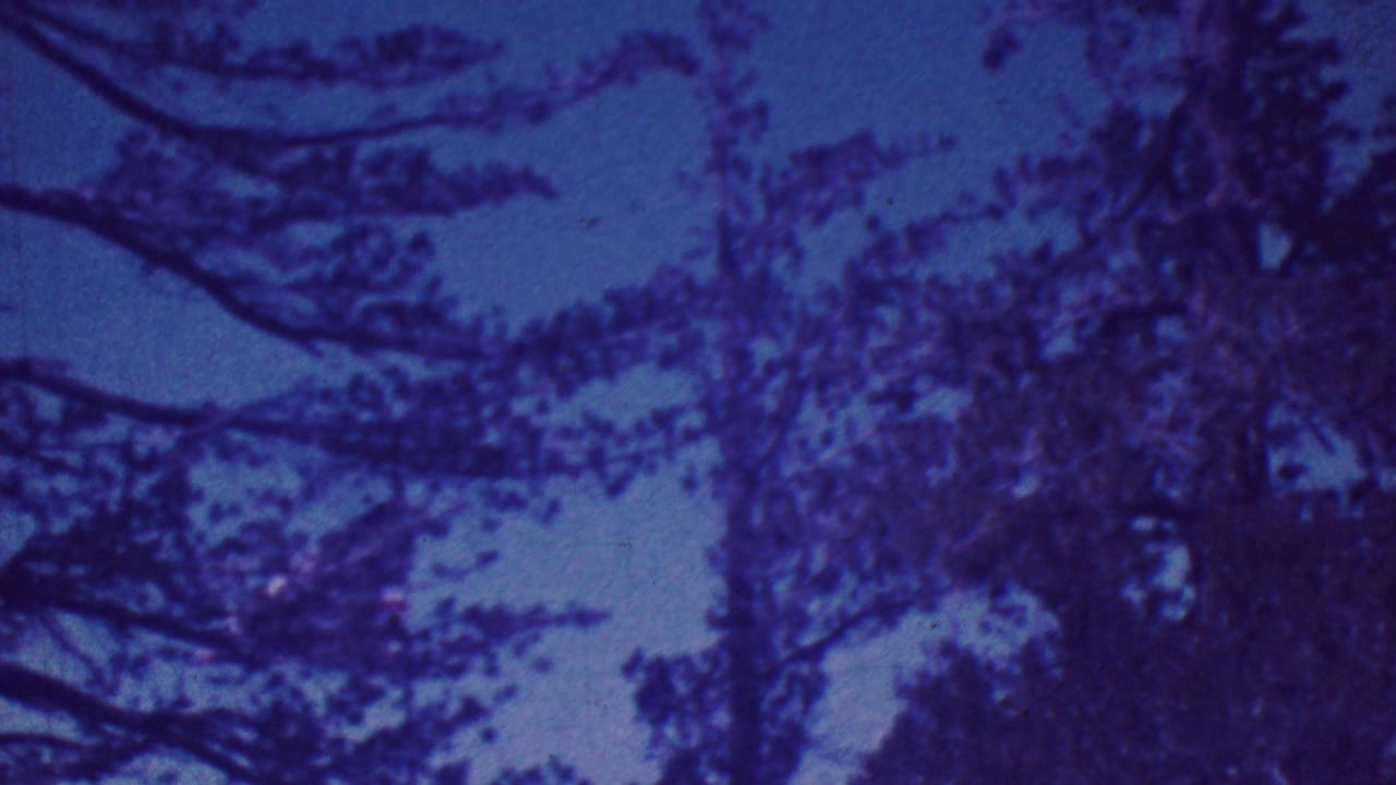 Tall trees and overlapping branches seen against a blue sky.