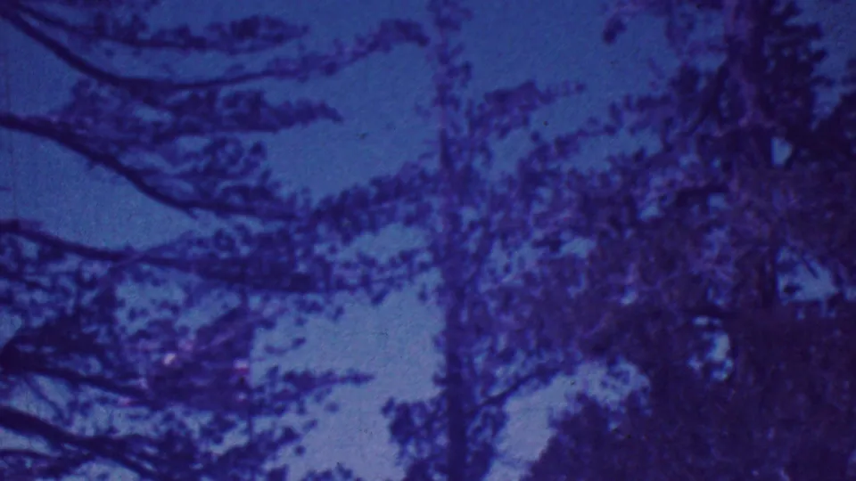 1964 Palm Springs 8mm frame with tall tree forms, dense branches, and blue twilight sky rendered in soft film color.