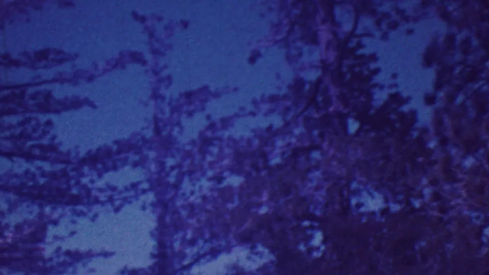 Palm Springs 1964 home-movie frame showing blurred treetop silhouettes and leafy forms under a cool blue sky.