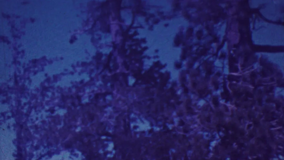 1964 Palm Springs frame with dense tree canopy, branching silhouettes, and blue-purple 8mm color shift at dusk.