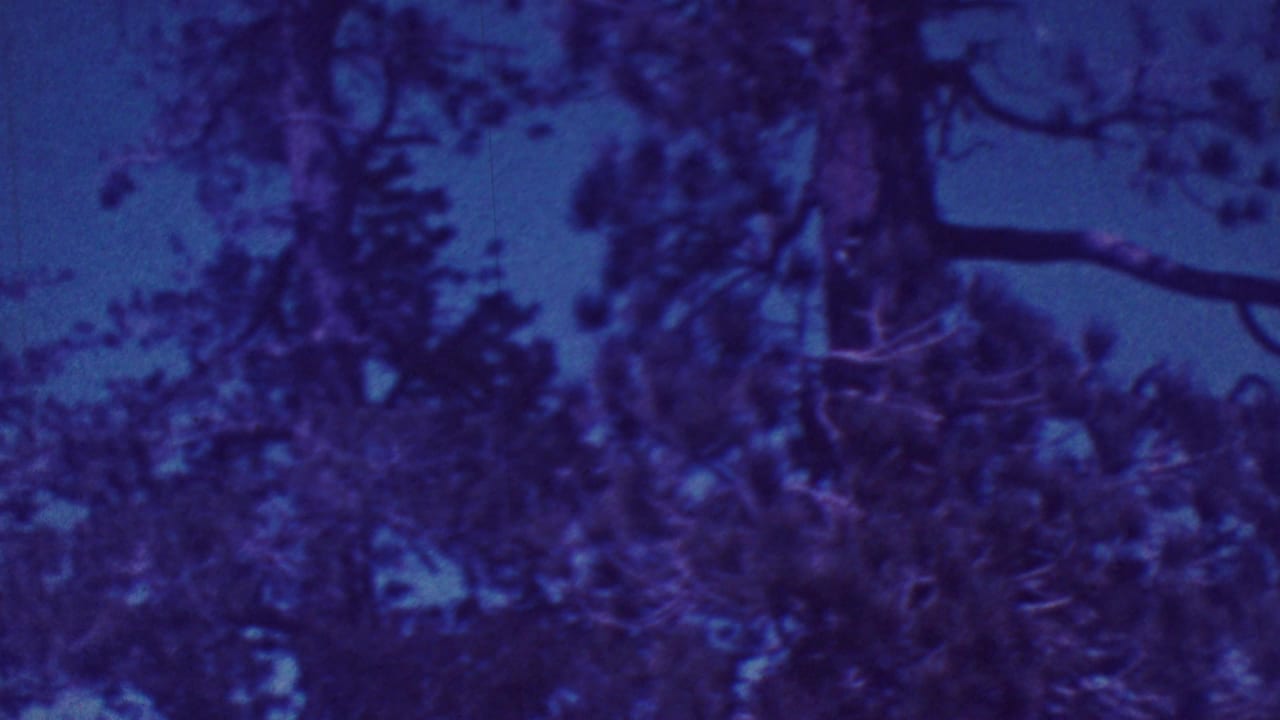 Dark tree branches and foliage against a deep blue sky.