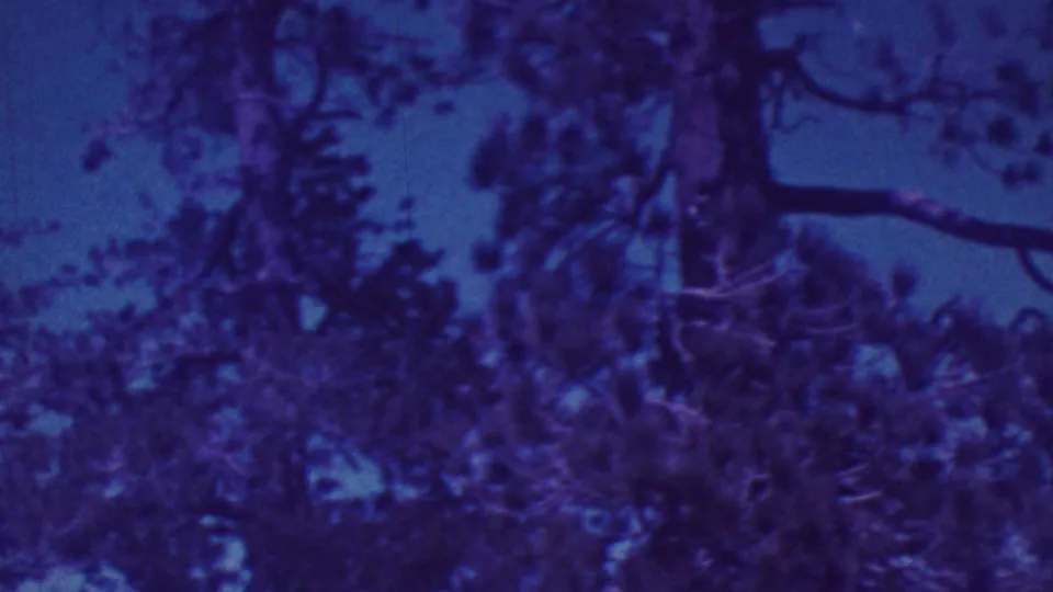 1964 Palm Springs home-movie frame showing a large tree canopy with dark branches and needle-like foliage against a blue-purple sky.