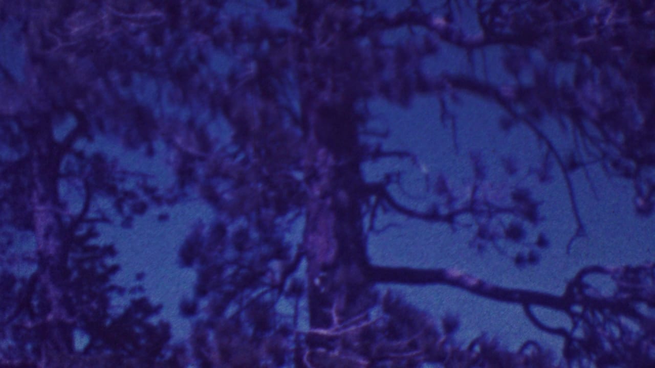 Dense upper tree canopy with branching limbs against blue sky.