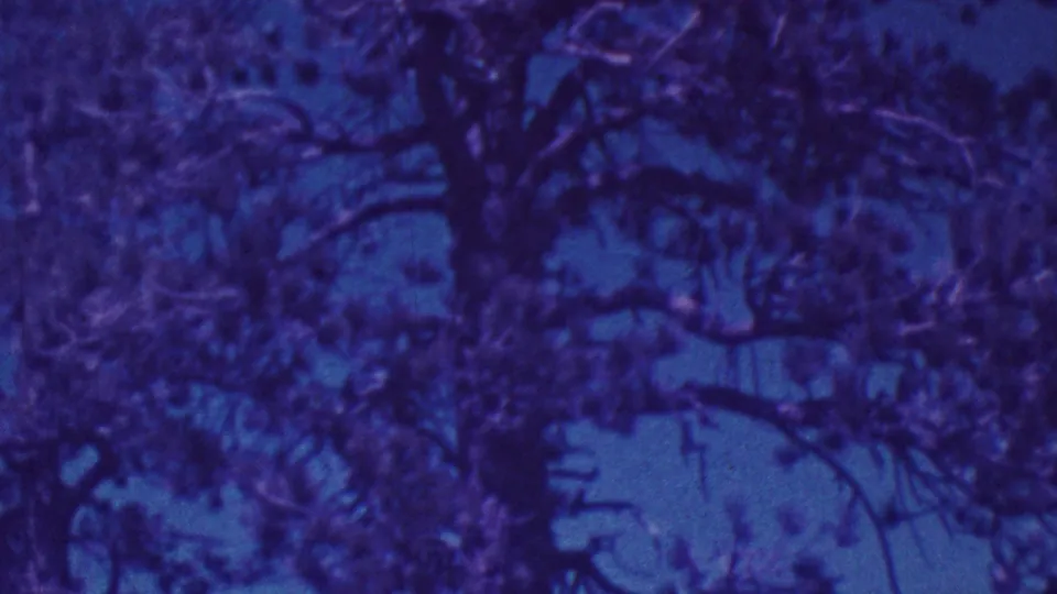 1964 Palm Springs home-movie frame showing vertical tree trunks, tangled branches, and foliage rendered in a blue-purple archival film cast.