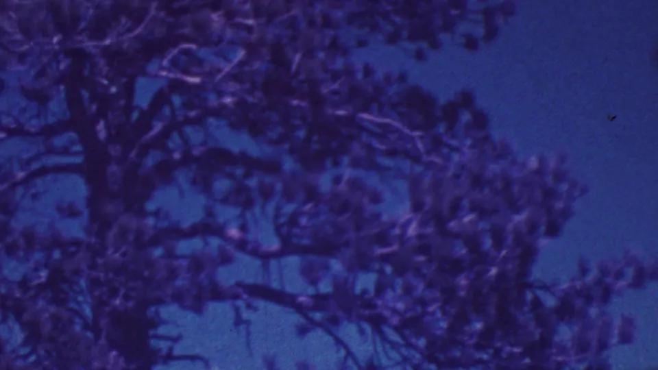 1964 Palm Springs 8mm frame holding on a large tree canopy, with dark branches and foliage silhouetted against the deep blue sky.