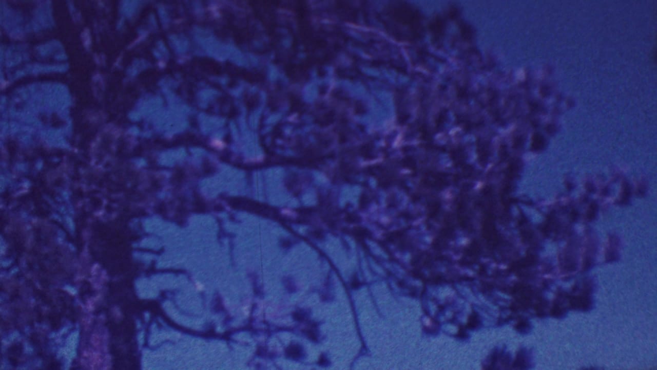 Tree branches and foliage against a deep blue sky with strong purple film cast.