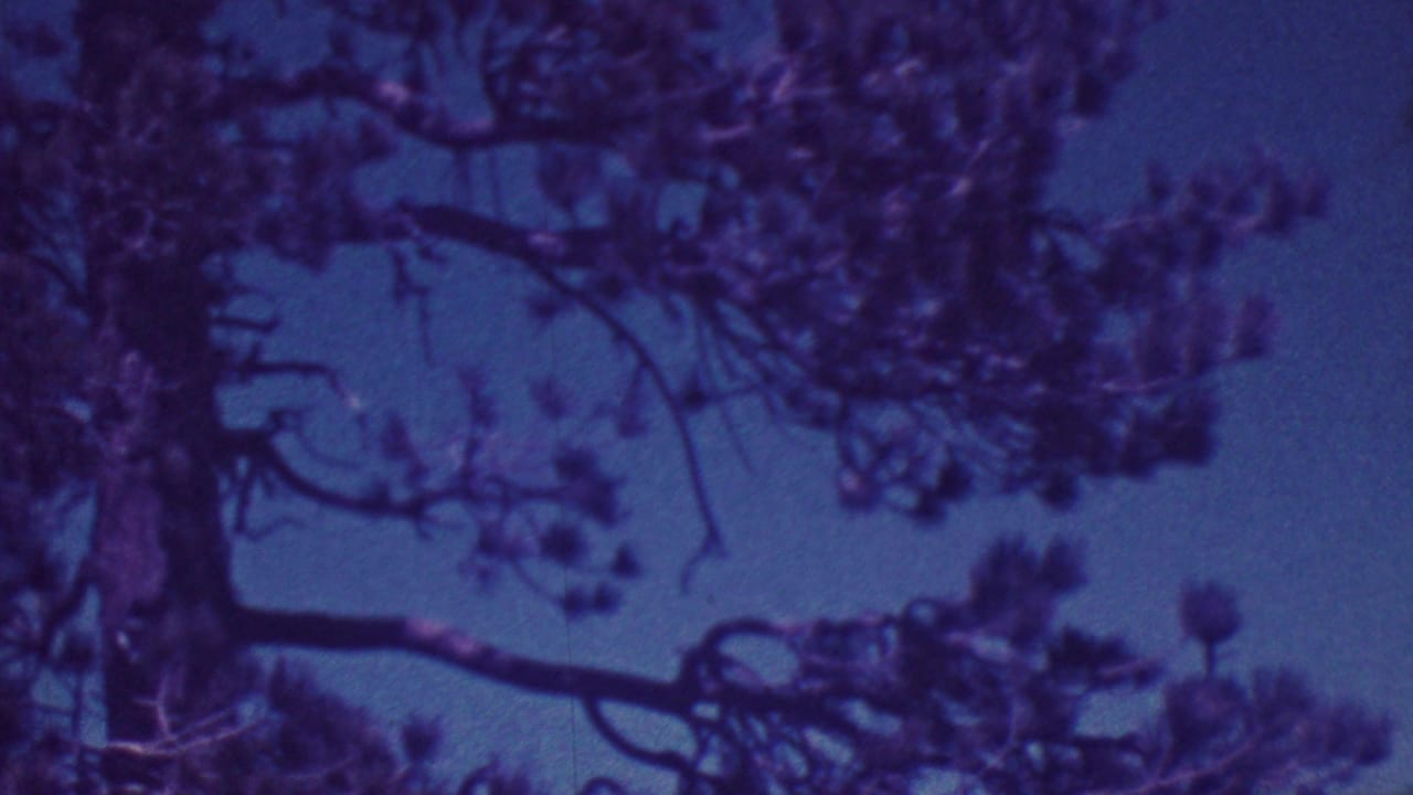 Overhead tree limbs and foliage fill the upper frame against blue sky.