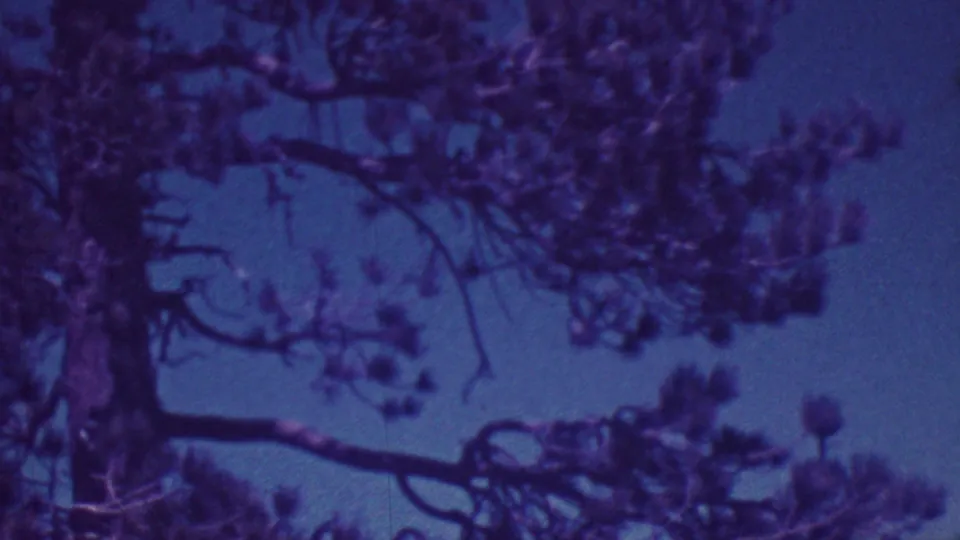 1964 Palm Springs 8mm frame with dark tree limbs and clustered foliage crossing a blue sky, softened by grain and color fading.