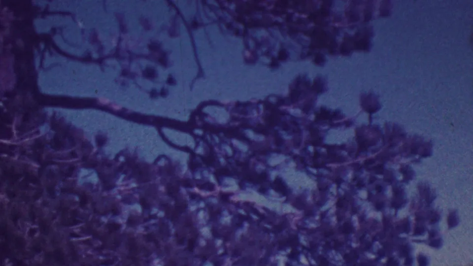 Palm Springs 1964 home-movie frame showing a broad tree branch and dense foliage across open sky with visible aged-film texture.