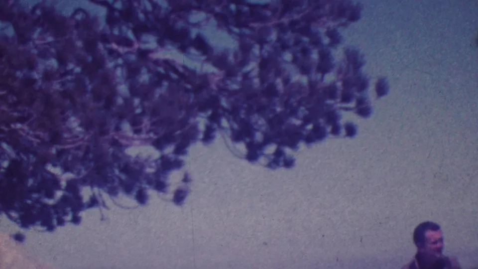 1964 Palm Springs 8mm frame with tree canopy overhead and a partly visible adult man in a striped shirt near the lower right edge.