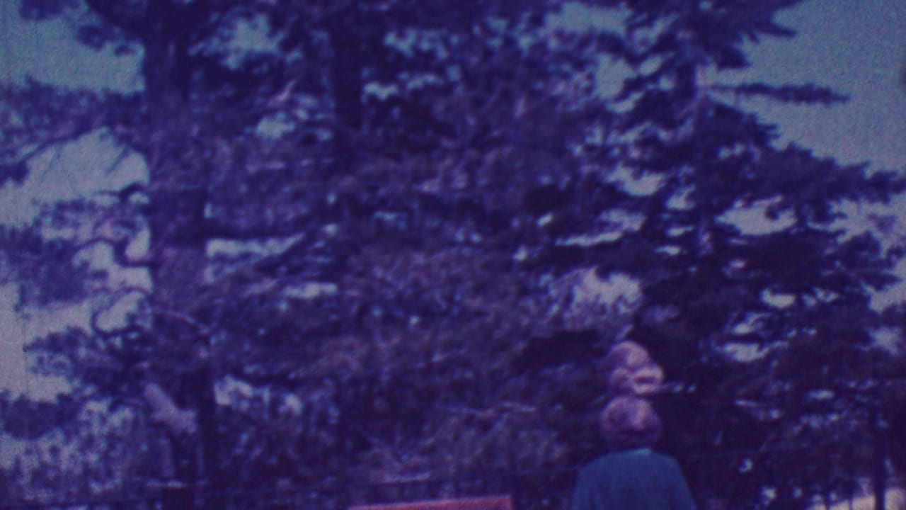 Two adults stand below tall trees in a dark, purple-tinted outdoor scene.