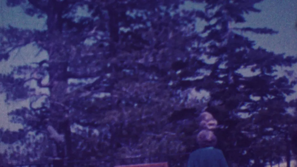 In 1964 Palm Springs vacation footage, two adults appear near the bottom of the frame beneath tall evergreen trees, with one figure turned toward the other.
