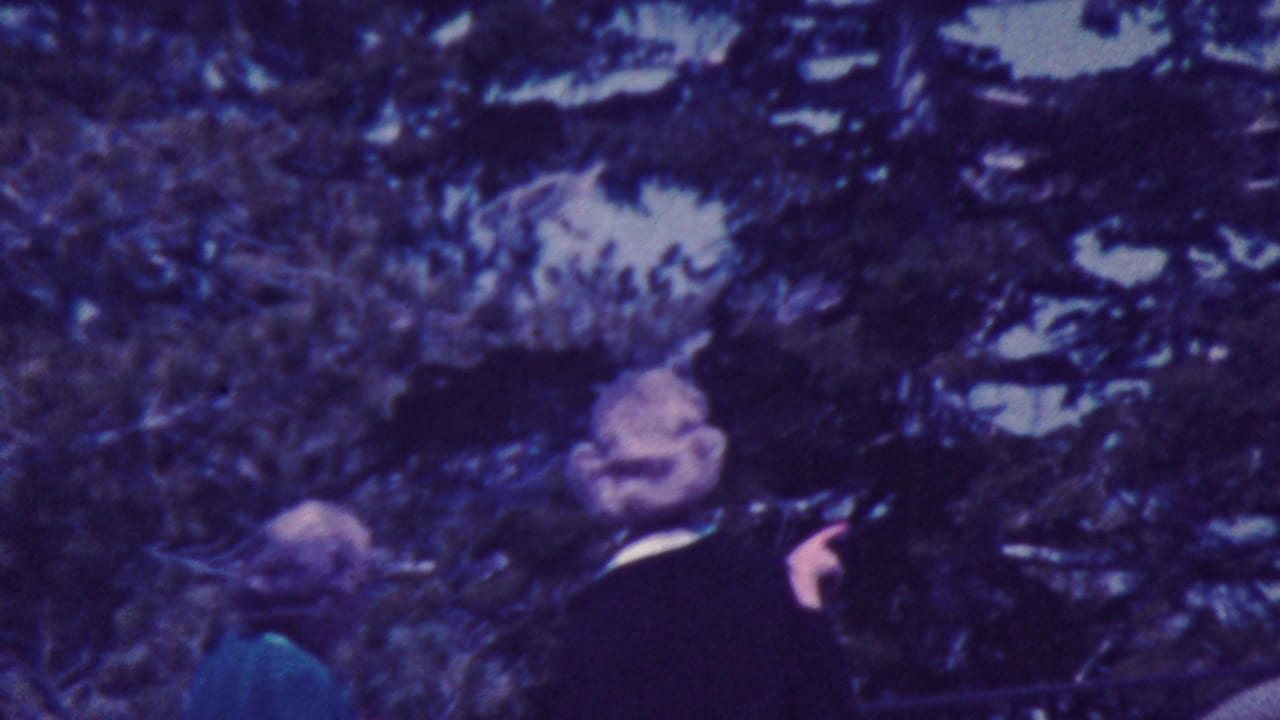 Adults partially visible among dark evergreen branches.