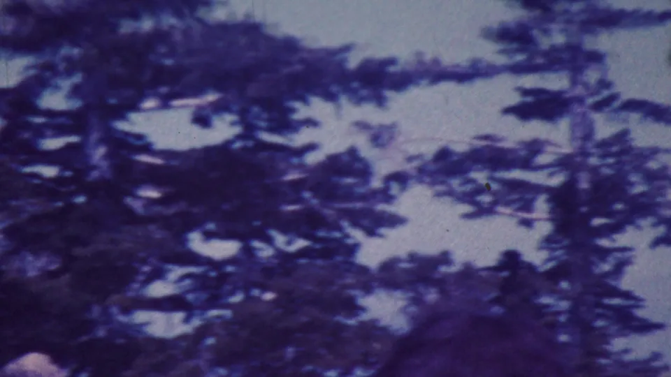 Soft, handheld 8mm frame from the Palm Springs outdoor scene, showing evergreen branches and pale sky with no clear faces centered.
