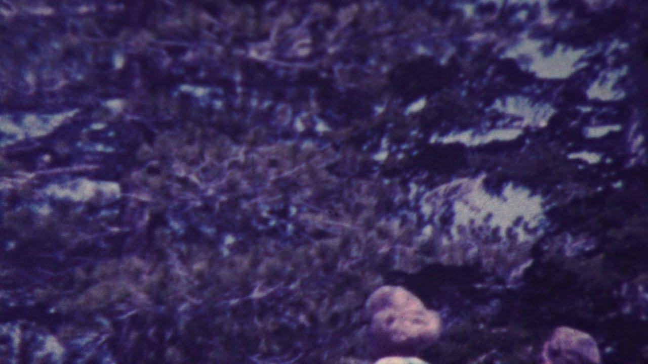 A blonde woman in a dark dress smiles toward the camera beneath tall trees in the supplied Palm Springs 1964 home-movie footage, with another person partly visible beside her.