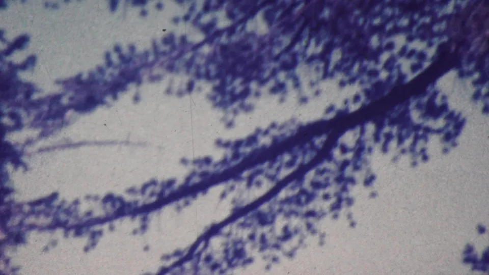 Handheld 8mm frame from the Palm Springs park clip looking upward at a branching tree limb and soft foliage against a bright sky.