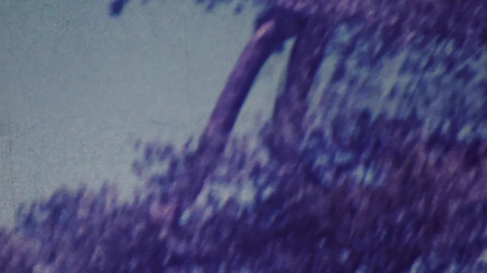 Aged home-movie frame showing a tall tree trunk and surrounding foliage viewed from below during the supplied 1964 Palm Springs park outing.