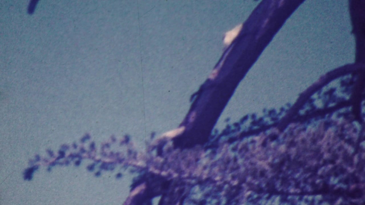 1964 Palm Springs 8mm frame looking upward at dark tree branches, clusters of foliage, and blue sky with a faded purple-blue film cast.
