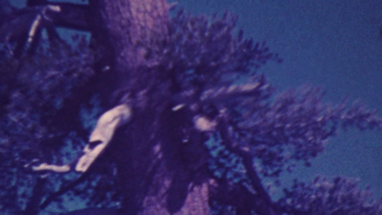 1964 Palm Springs home-movie frame showing a textured tree trunk and surrounding leafy branches from a low upward angle.