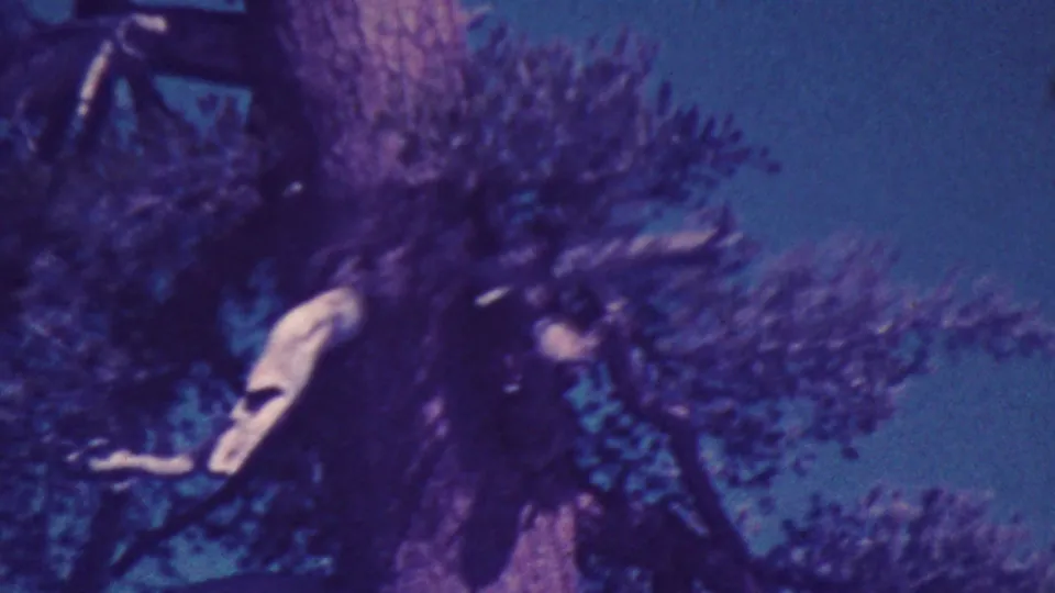 1964 Palm Springs home-movie frame showing a textured tree trunk and surrounding leafy branches from a low upward angle.