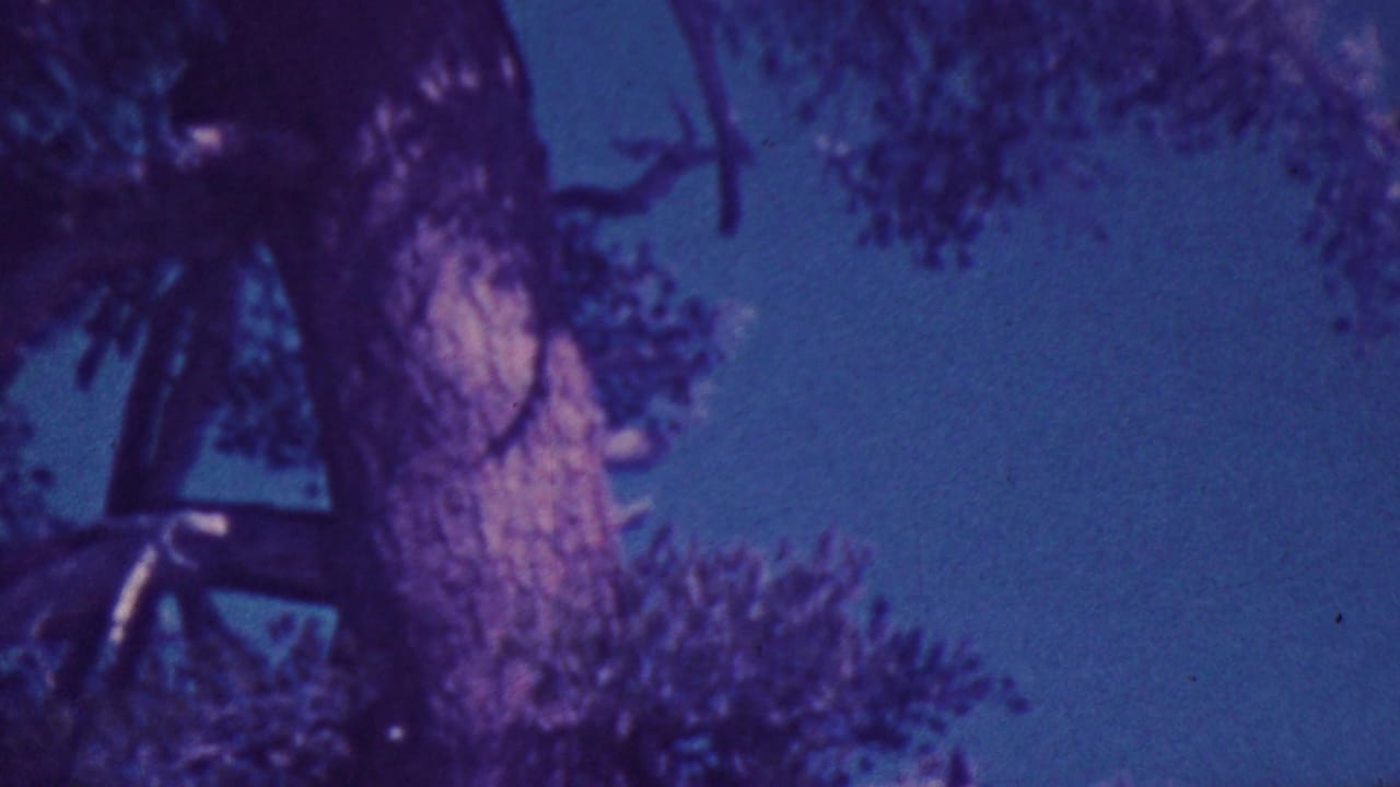 Close low-angle view of tree trunk, branches, and sky.