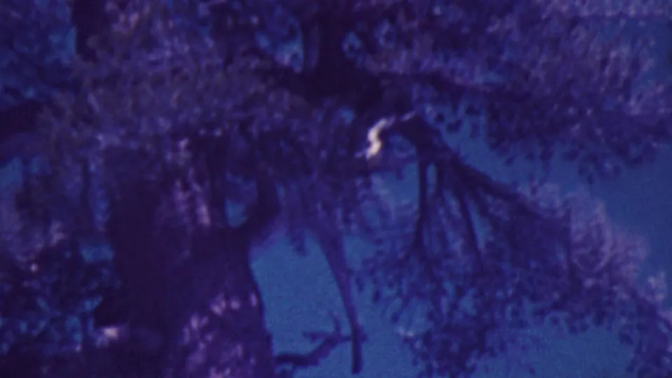 1964 Palm Springs home-movie frame of treetop foliage and branching limbs against blue sky with visible grain and purple-blue fading.