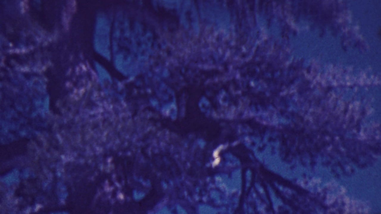 Leafy tree branches against blue-purple sky.