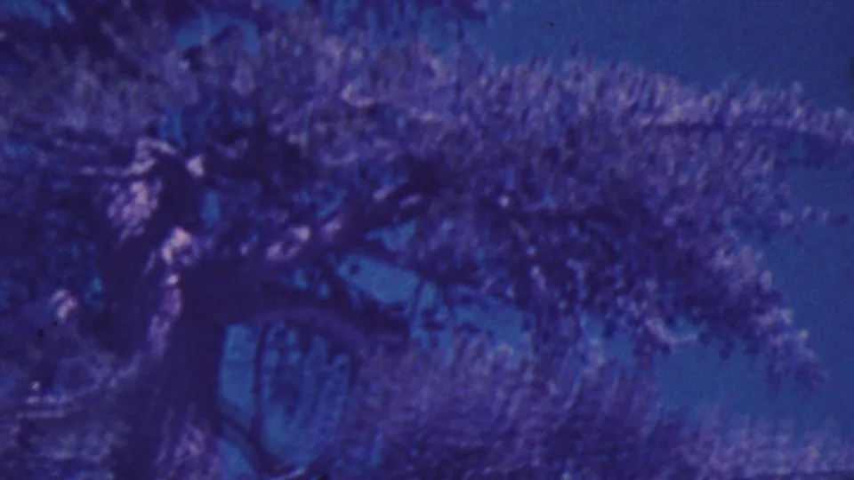 Color-shifted 8mm frame from Palm Springs in 1964 showing a tree crown and branching structure against open sky.