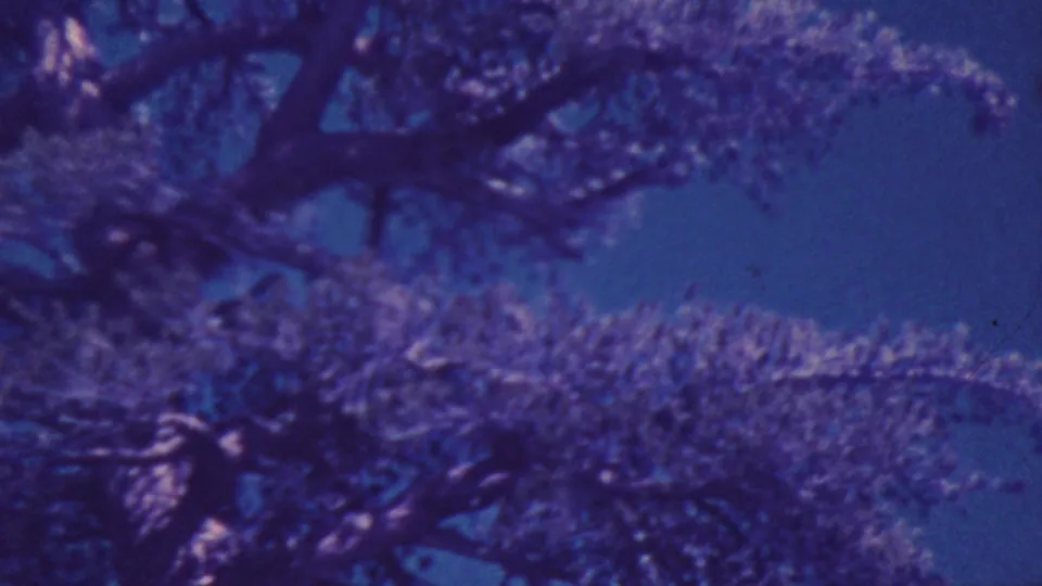 1964 home-movie still from Palm Springs with soft, grainy tree foliage and sky under a pronounced blue-purple film cast.