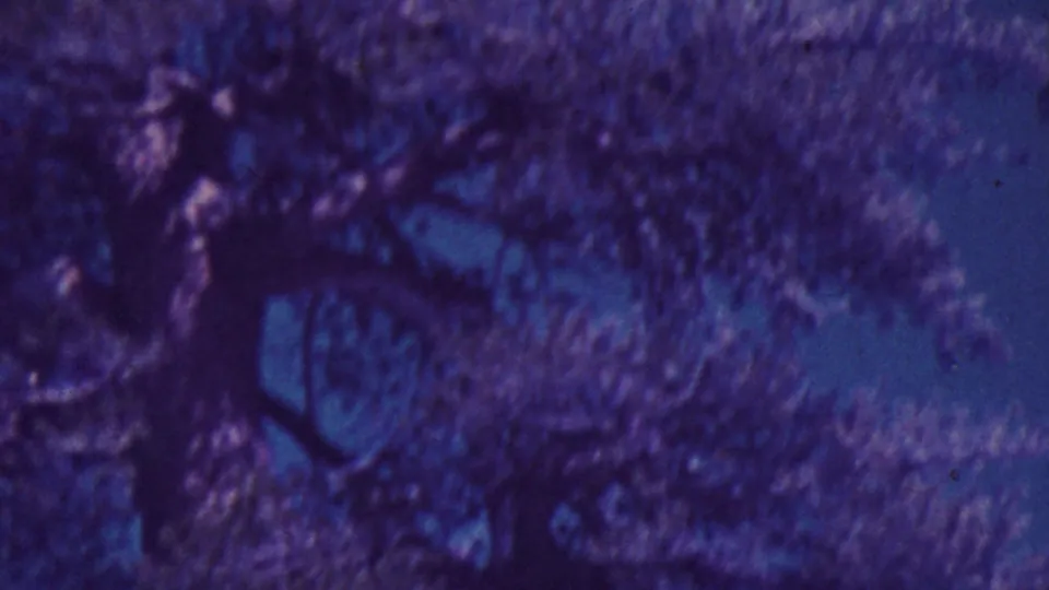 Palm Springs 1964 8mm frame showing a darker tree trunk and branching foliage against a blue-purple sky.
