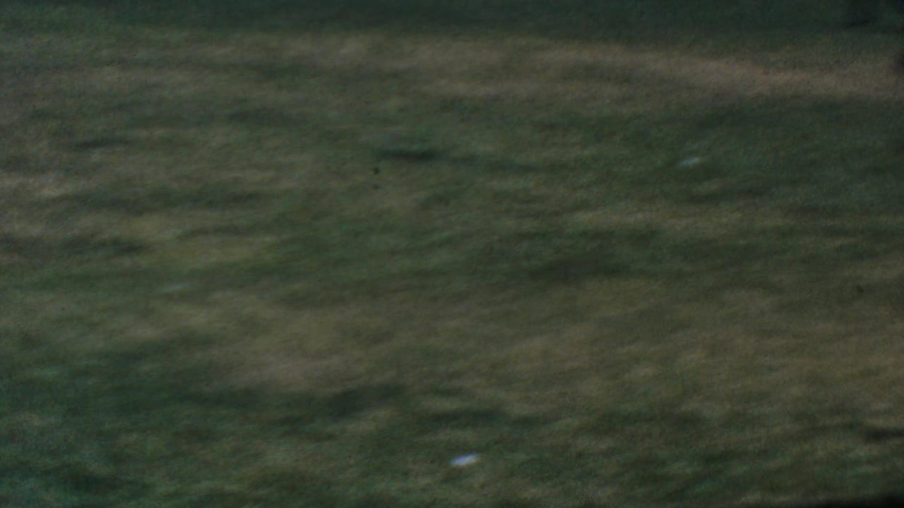 Blurred grassy field with distant background shapes at the top edge.
