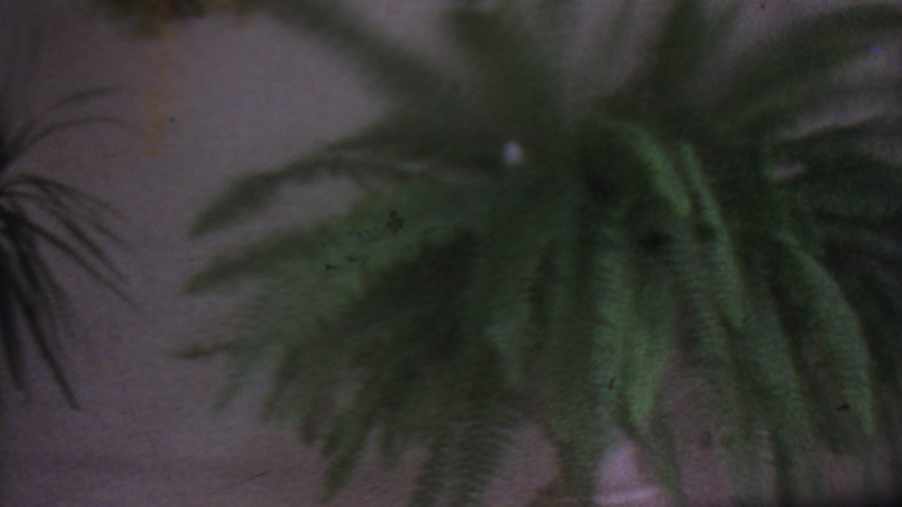 Soft-focus 1965 Los Angeles home-movie frame showing green fern-like houseplants hanging against a dim interior wall.