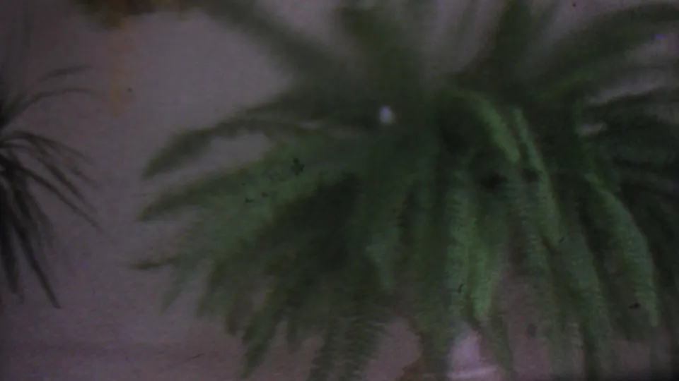 Soft-focus 1965 Los Angeles home-movie frame showing green fern-like houseplants hanging against a dim interior wall.