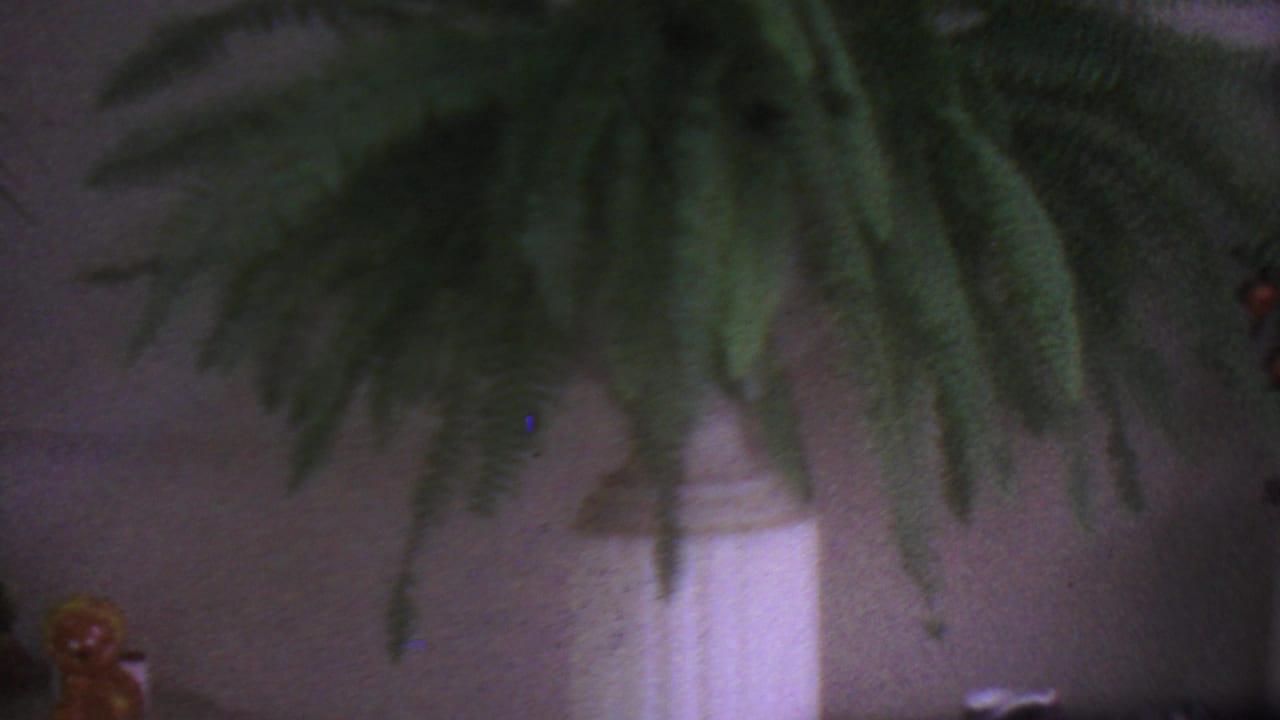 1965 Los Angeles 8mm frame with hanging ferns above a white column-style planter and small decorative object in soft focus.