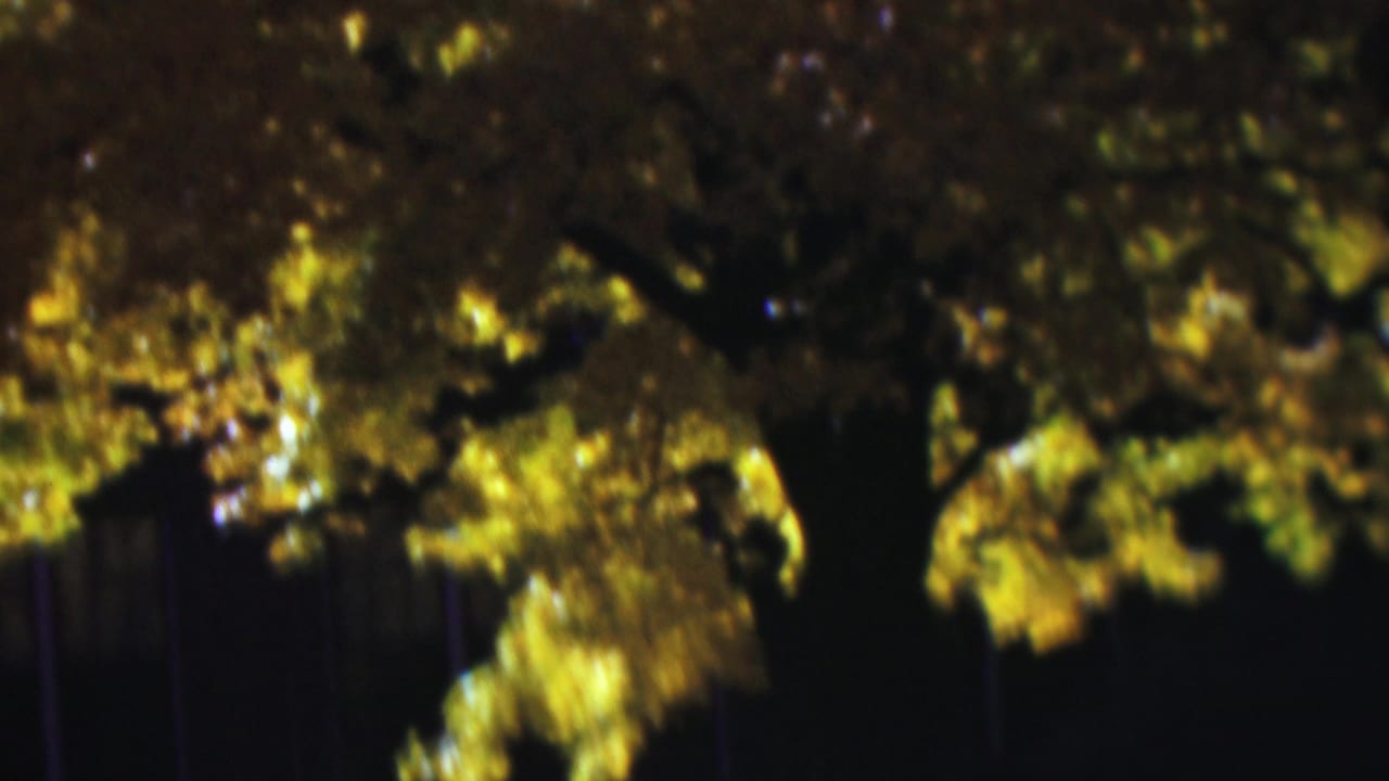 1954 Wisconsin home-movie frame looking up at a dark tree trunk and yellow-brown autumn leaves with soft sunlight filtering through the canopy.