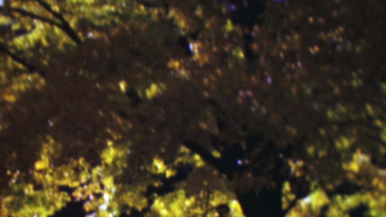 Dense autumn foliage with dark limbs and small bright gaps of sky.