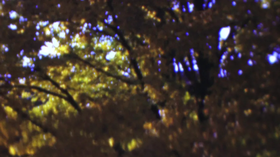 1954 Wisconsin home-movie view upward through dark branches, yellow-green and brown autumn leaves, and scattered blue sky visible between the foliage.