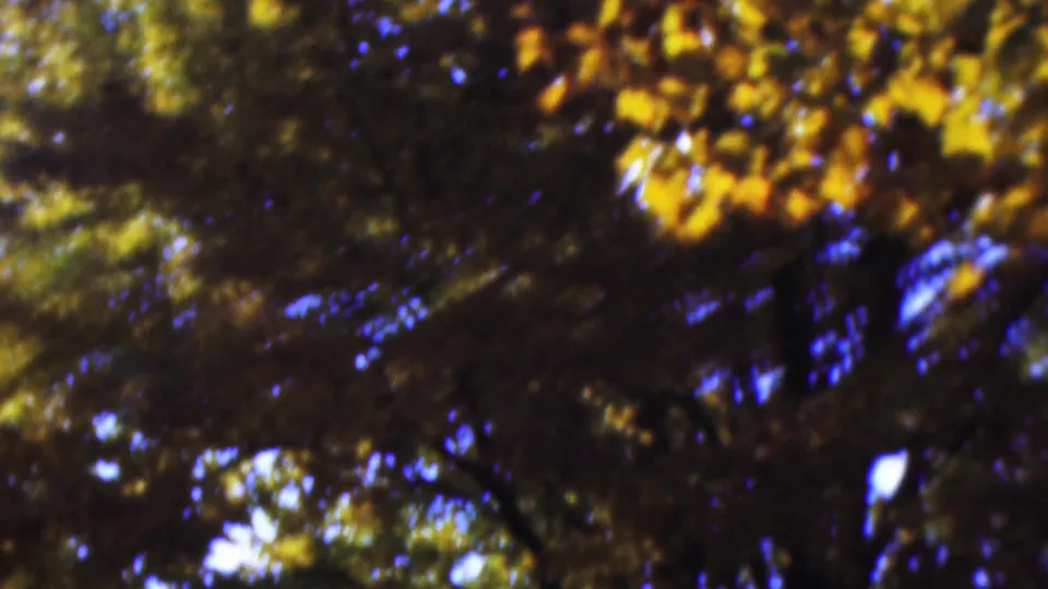 1954 Wisconsin 8mm frame of a softly focused autumn canopy, with yellow and brown leaves, dark crossing branches, and vivid blue sky patches in the background.