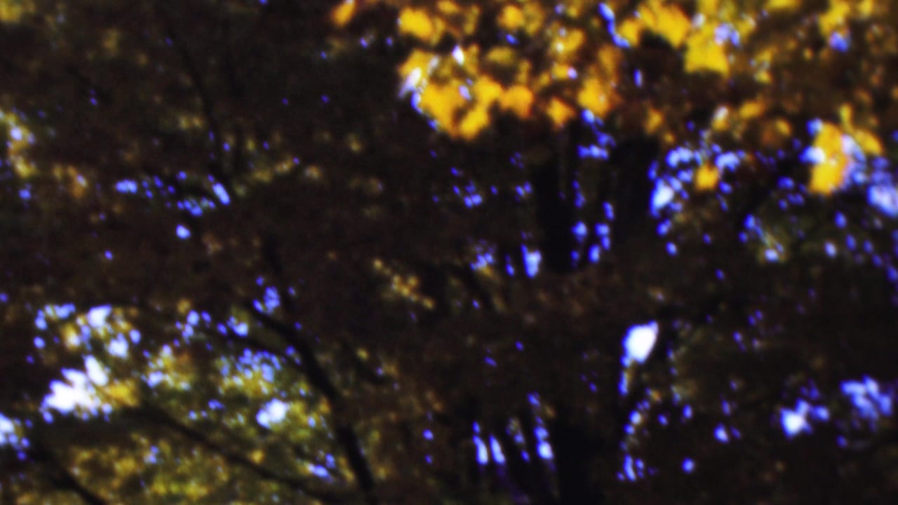 1954 Wisconsin 8mm frame showing a shadowed tree canopy with golden autumn leaves, dark branches, and glimpses of blue sky.