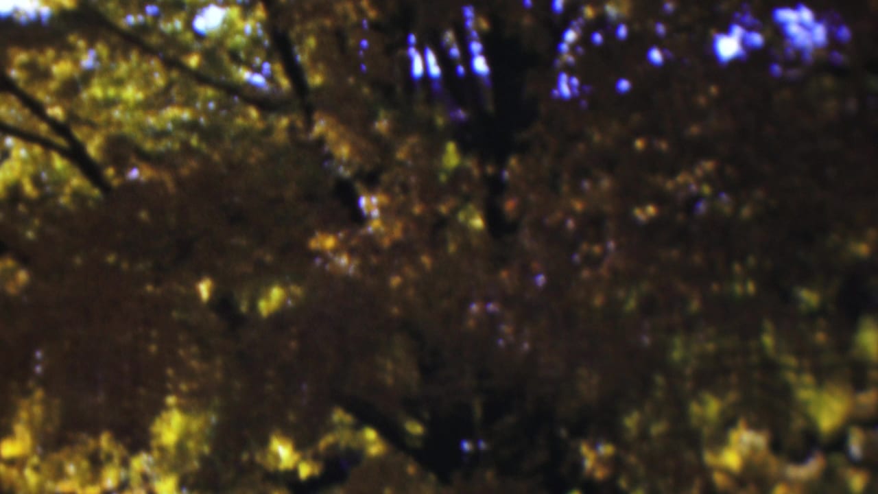 Sunlit branches and autumn leaves filling the upper frame.
